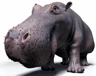 images/hippo-3.png