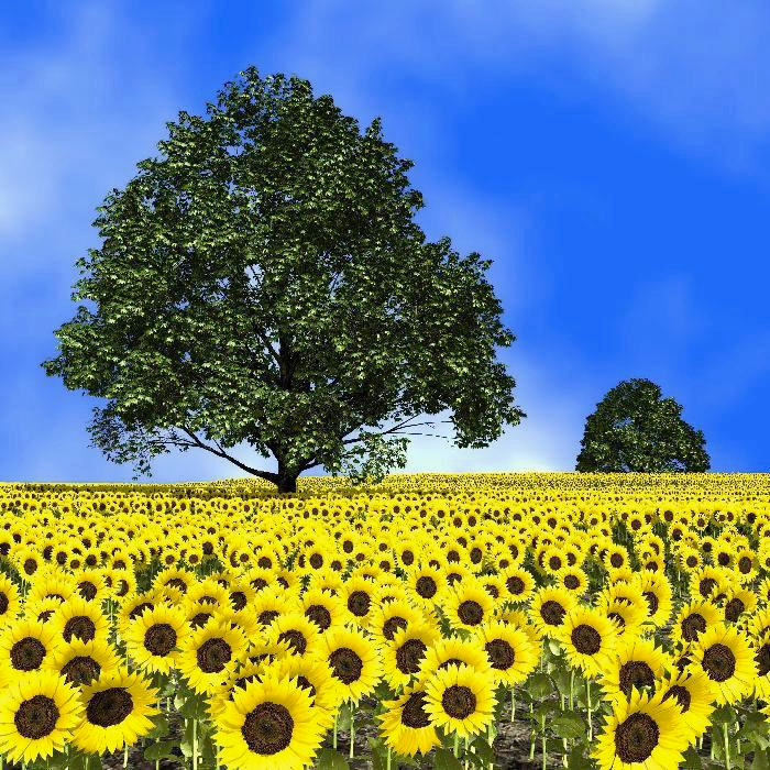 images/plants_sunflowerfield.png